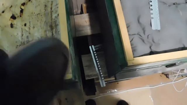 4-й год идет успешная зимовка моих пчёл в помещении с автоматическим подогревом! смотреть онлайн