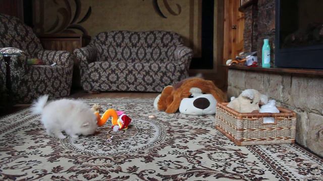 Фаворит и Фантик смотреть онлайн