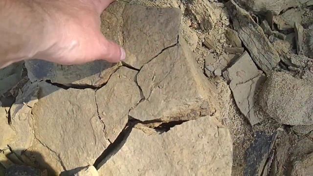 Окаменевшая глина, песчаник, окаменевшие растения миллионы лет назад смотреть онлайн