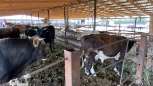 Откорм бычков . Бычки на вольном содержание. Закупили бычков на доращивание