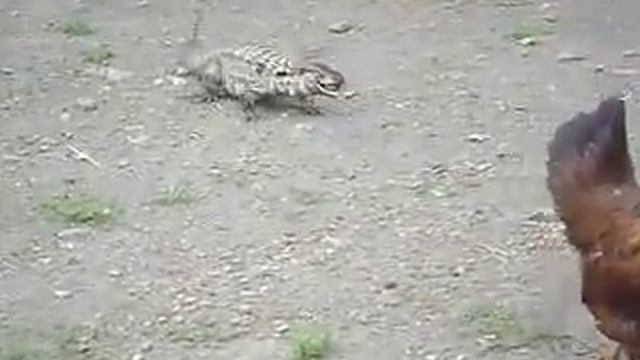 GALINHAS E LAGARTOS смотреть онлайн