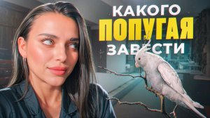 КАКОГО ПОПУГАЯ ЛУЧШЕ ЗАВЕСТИ ДОМА?