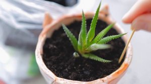 ?Хавортия (Haworthia) – уход в домашних условиях пересадка и размножение  Польза и вред