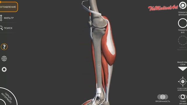 Мышцы ноги / Мышцы нижней конечности / Анатомия мышц нижней конечности / МИОЛОГИЯ / смотреть онлайн