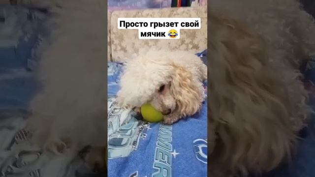 Соня грызун? #собака #пудель #соня смотреть онлайн