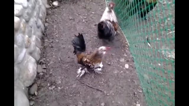 Для МАЛЫШЕЙ.Очень красивые ПЕТУШОК и КУРОЧКА.Знакомство с домашними животными. смотреть онлайн