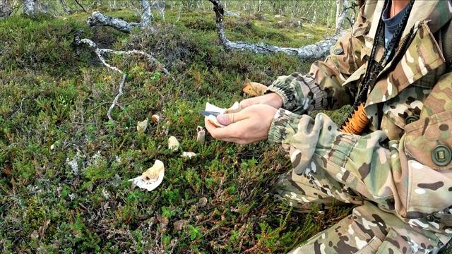 ГРИБНОЙ РАЙ ..Первый выход в тундру после отпуска.. что есть в лесу.. ягоды грибы. навестил избушку смотреть онлайн