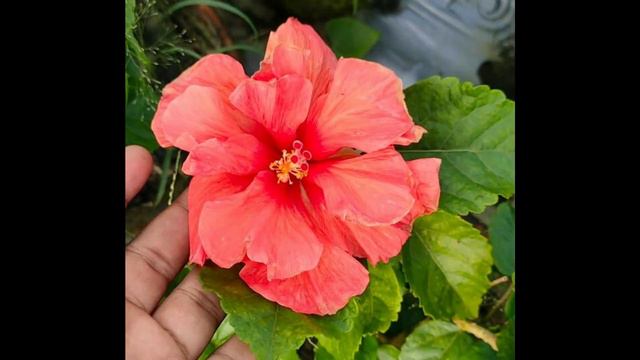 Wholesale hibiscus flower 🌺 Hibscus collection and Online Sale🌺 смотреть онлайн