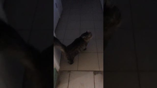 Пушистый серый кот. Выпускаем гулять. смотреть онлайн