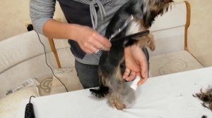 Как подстричь йорка в домашних условиях