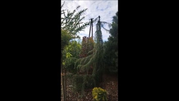 Odcinek #160 Jałowiec pospolity 'Horstmann' (Juniperus communis)