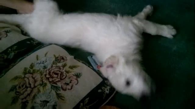 Вилли и клеймо. Золотистый ретривер, щенок