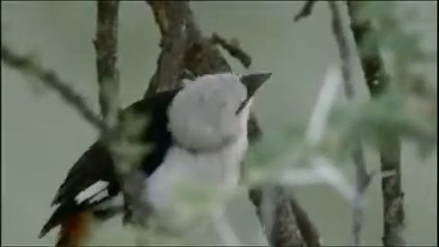 Africa's Paradise Of Thorns смотреть онлайн