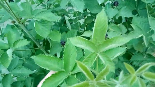 ежевика Осейдж пробую смотреть онлайн