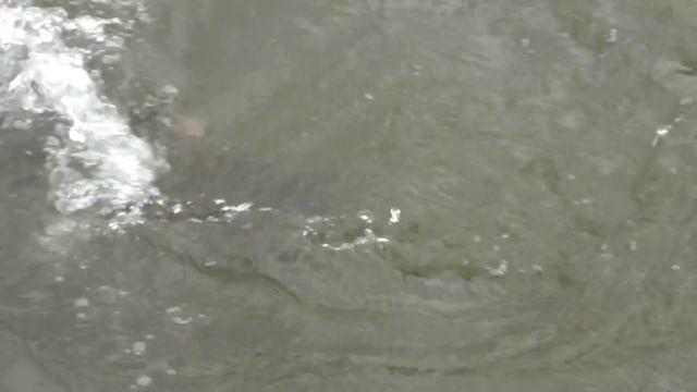 Видео о лососевой рыбалке. Ловля чавычи на Камчатке смотреть онлайн