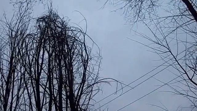 Кто знает какая птица поёт? Пение птиц вечером в лесу. смотреть онлайн