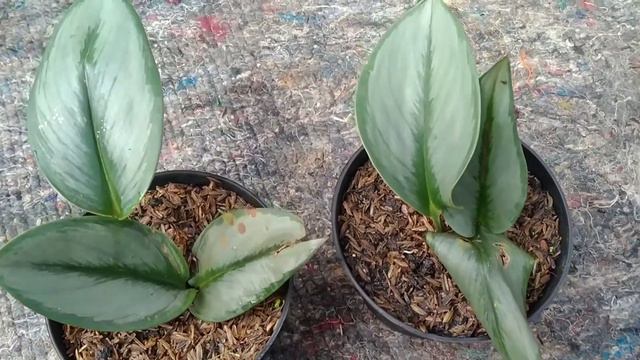 Scindapsus Treubii Moonlight | Hari Flora Landscape