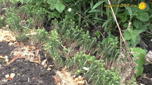 Сколько лет надо растить дерево? смотреть онлайн