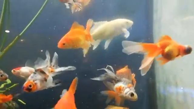 Золотые рыбки-красивое видео😍 смотреть онлайн