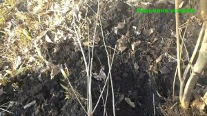 ПЕРЕСАЖИВАЮ СИРЕНЬ. 16 марта 2021 года.