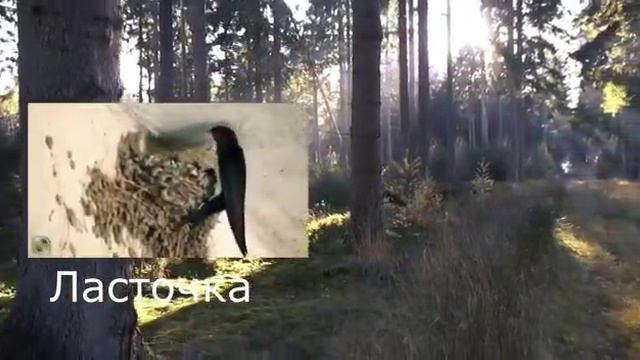 весна . перелетные птицы смотреть онлайн