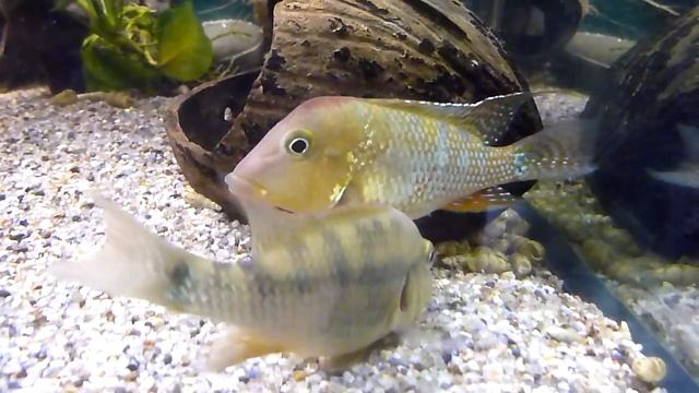 geophagus steindachneri нерест смотреть онлайн