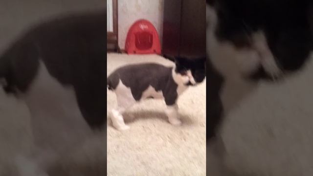 Груминг ,экзот ,стрижка ,кот ,Йода смотреть онлайн