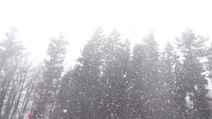 Истории про волков – они окружили его и ждали момент. Таежные истории. Случай в тайге рассказ