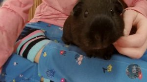 Интересные факты о морских свинках/морские свинки едят свой помет?