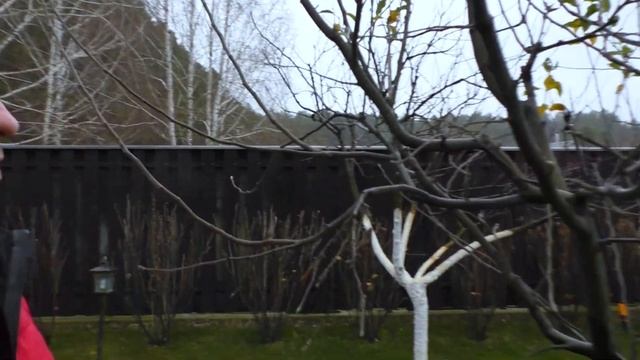 Пример обрезки яблони на карликовом подвое. Формирующая, санитарная обрезка плодовых. смотреть онлайн