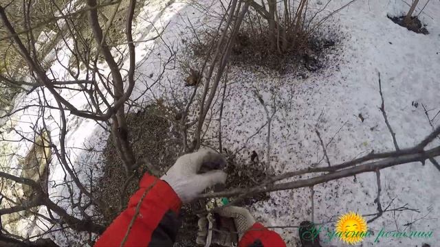 Обрезка сливы для начинающих !!! смотреть онлайн