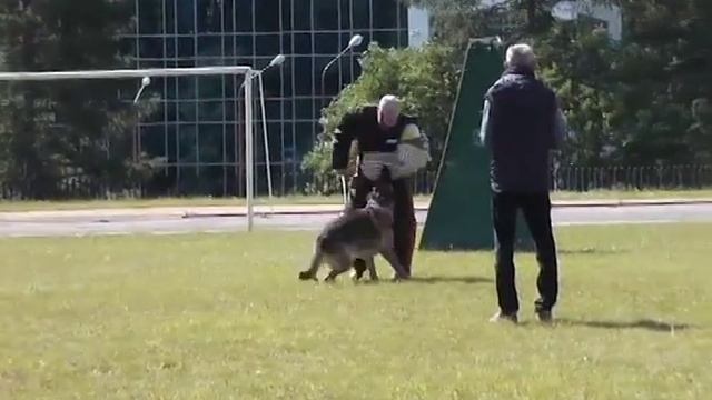 Собака- телохранитель. Зверский понедельник на ЕТВ