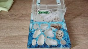 КАК ПРАВИЛЬНО УХАЖИВАТЬ за муравьями!!!??