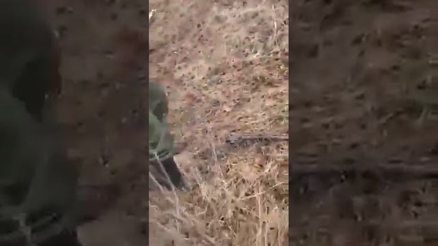 освободили медвежонка смотреть онлайн