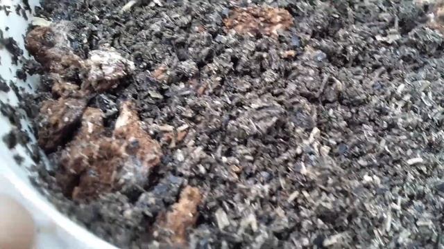 Как развилась триходерма. Это не триходерма, это мукор! смотреть онлайн