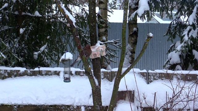 Покормите птиц зимой! | Feed the birds in winter! смотреть онлайн