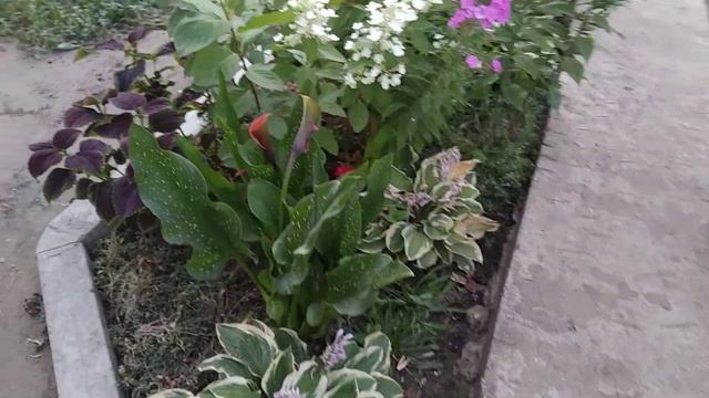 25 июля 2020 г.#эустома#цветы# смотреть онлайн