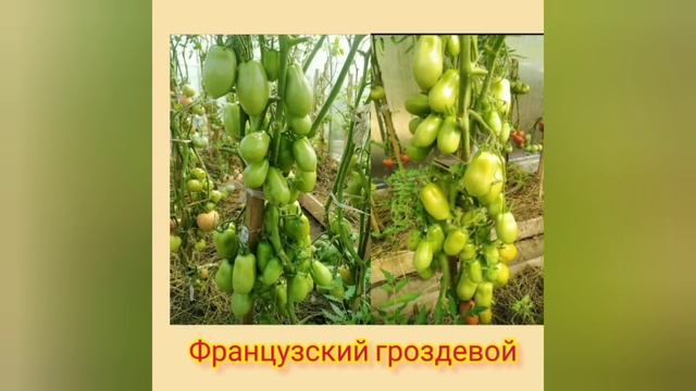 Этот ТОМАТ растёт ГРОЗДЯМИ, без ПАСЫНКОВАНИЯ до самых МОРОЗОВ.Сибирский Сад. Французский гроздевой. смотреть онлайн