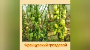 Этот ТОМАТ растёт ГРОЗДЯМИ, без ПАСЫНКОВАНИЯ до самых МОРОЗОВ.Сибирский Сад. Французский гроздевой.