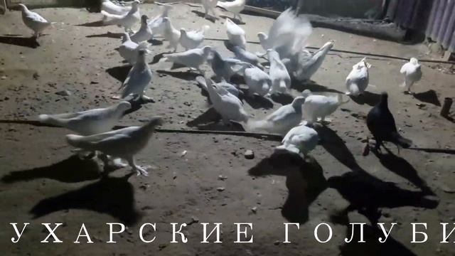 БУХАРСКИЕ ГОЛУБИ 26.01.2022г от ФАЗЛИДДИНА #tauben #pigeons