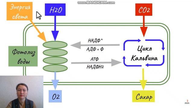 Аблаева Н. Н. Структурные компоненты хлоропласта. Процесс фотосинтеза смотреть онлайн