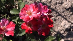 Фоурт оф джули - плетистая роза, Питомник роз Полины Козловой rozarium.biz