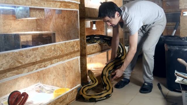 Пересаживаю большого сетчатого питона морфы Tiger смотреть онлайн