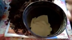 Деление куста тимьяна/ чабрец в цветочном горшке