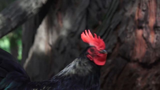 Петухи Сочинского дендрария смотреть онлайн