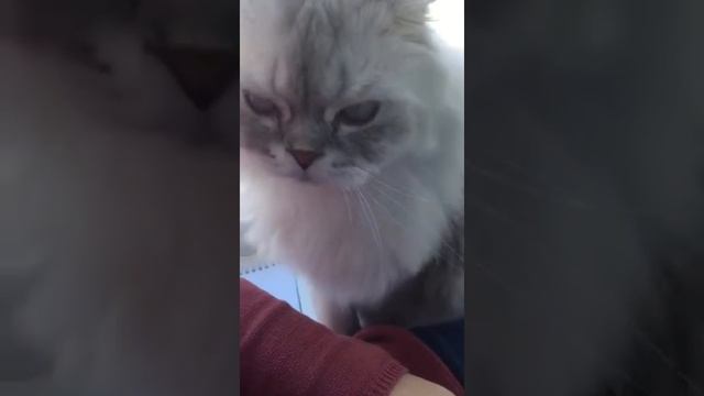 Кот Амур привлекает внимание хозяйки трогает ногу смотреть онлайн