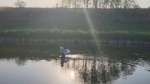 Рыбалка на кастинговую сеть, американка. Первый раз кидаю с кольцом очень хорошо раскрывается.