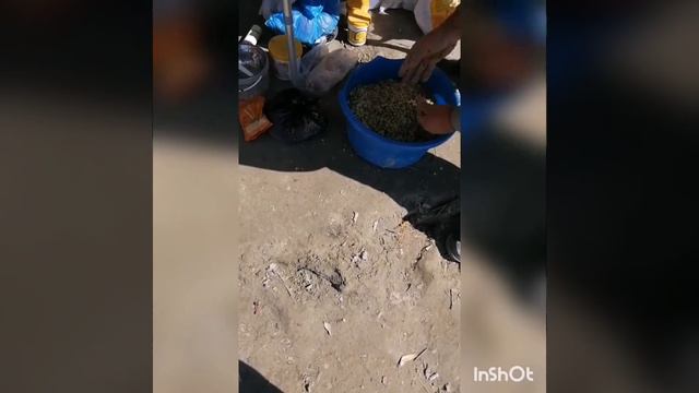 Ловля сазана, прикорм сазана, снасти на сазана смотреть онлайн
