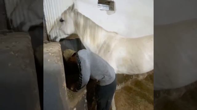 Любовь и забота у Ислама к лошадям безгранична ?Лошади разных пород. Английские, Арабские и Терские смотреть онлайн