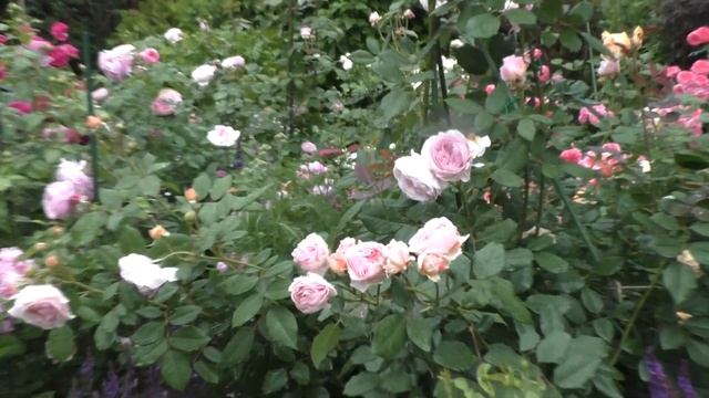 Английские розы после дождя. Обзор розовых кустов. смотреть онлайн